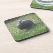 Poserende Duif Kurk Onderzetter (Linkerzijde)