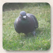 Poserende Duif Kurk Onderzetter (Voorkant)
