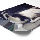 Poseringgeit Poster (Hoek)