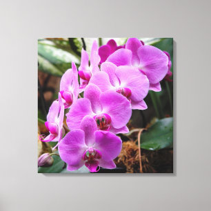 Posh Paars Orchids Stretted Canvas Print