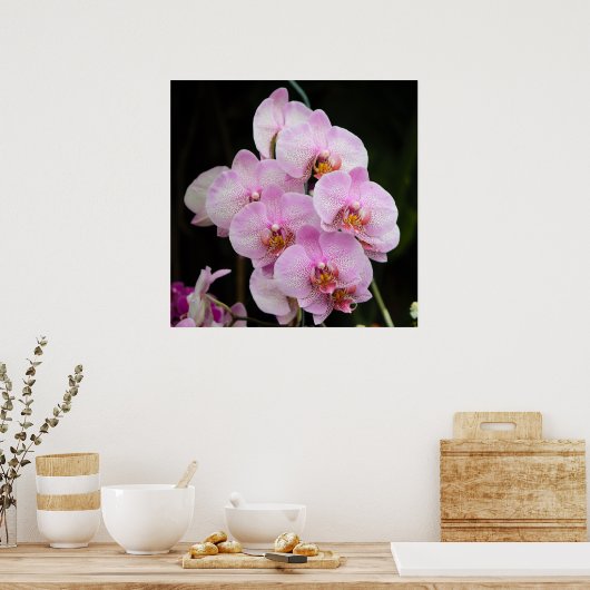 Posh roze Orchids Poster (Keuken)
