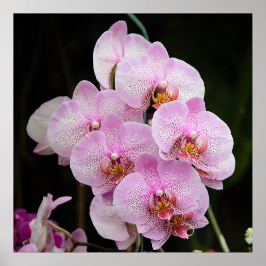 Posh roze Orchids Poster (Voorkant)