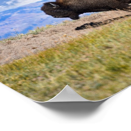 Posing Bison Bull, Hayden Valley, Yellowstone Poster (Hoek)
