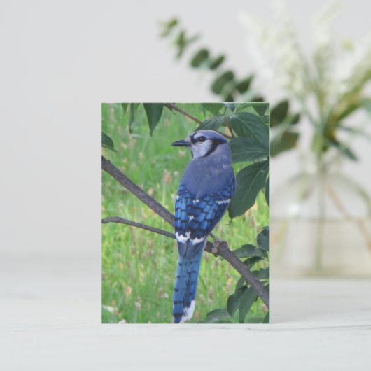Posing Blue Jay Briefkaart (Staand voorkant)