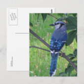 Posing Blue Jay Briefkaart (Voorkant / Achterkant)