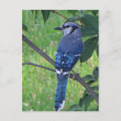 Posing Blue Jay Briefkaart (Voorkant)