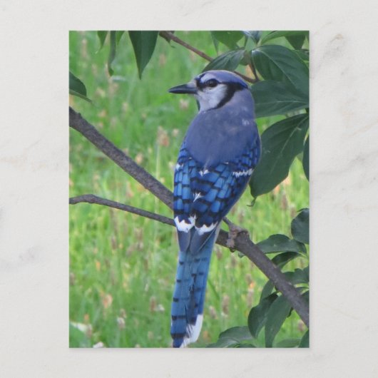Posing Blue Jay Briefkaart (Voorkant)