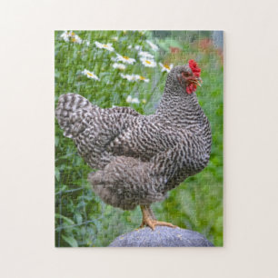 Posing Chicken Puzzle Legpuzzel
