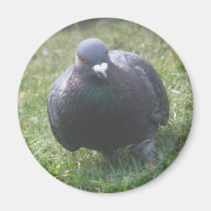 Posing duif magneet