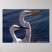 Posing Egrets Poster (Voorkant)