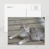 Posing Grey Cat Briefkaart (Voorkant / Achterkant)