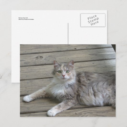 Posing Grey Cat Briefkaart (Voorkant / Achterkant)