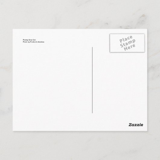 Posing Grey Cat Briefkaart (Achterkant)