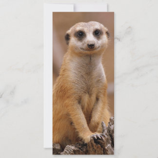 Posing Meerkat