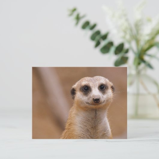 Posing Meerkat Briefkaart (Staand voorkant)