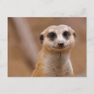 Posing Meerkat Briefkaart