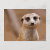 Posing Meerkat Briefkaart (Voorkant)