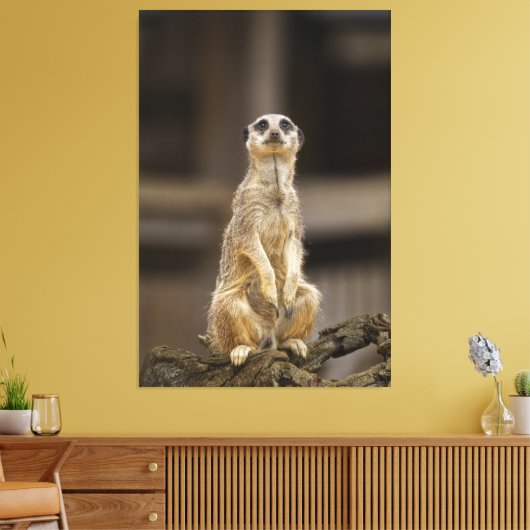 Posing Meerkat Canvas Afdruk (Insitu (Woonkamer))
