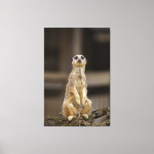 Posing Meerkat Canvas Afdruk
