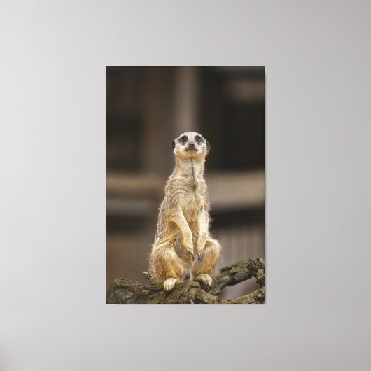 Posing Meerkat Canvas Afdruk (Voorkant)