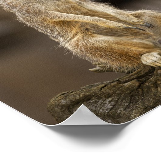 Posing Meerkat Poster (Hoek)