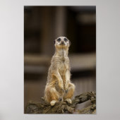 Posing Meerkat Poster (Voorkant)