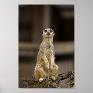 Posing Meerkat Poster