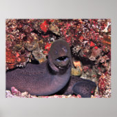 Posing Moray Poster (Voorkant)
