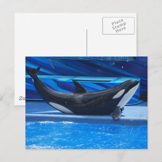 Posing Orca Briefkaart (Voorkant / Achterkant)