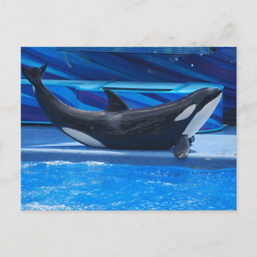 Posing Orca Briefkaart (Voorkant)