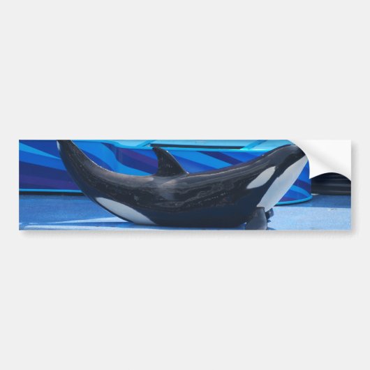 Posing Orca Bumpersticker (Voorkant)