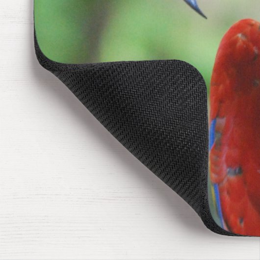 Posing Parrot-Muismat Muismat (Hoek)