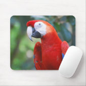 Posing Parrot-Muismat Muismat (Met muis)