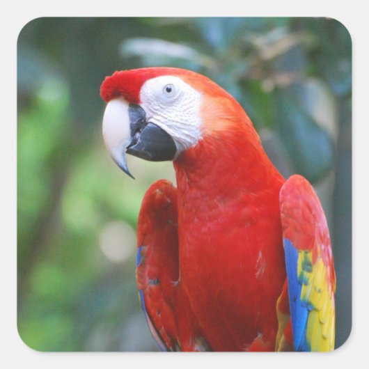 Posing Parrot Stickers (Voorkant)
