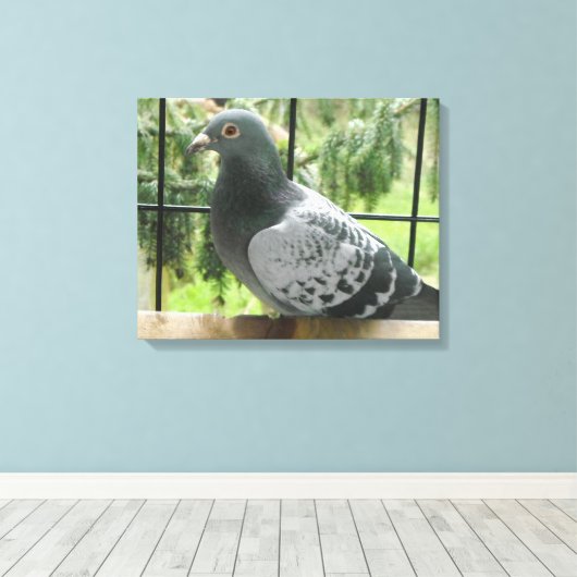 Posing Pigeon Canvas Afdruk (Insitu (Houten vloer))