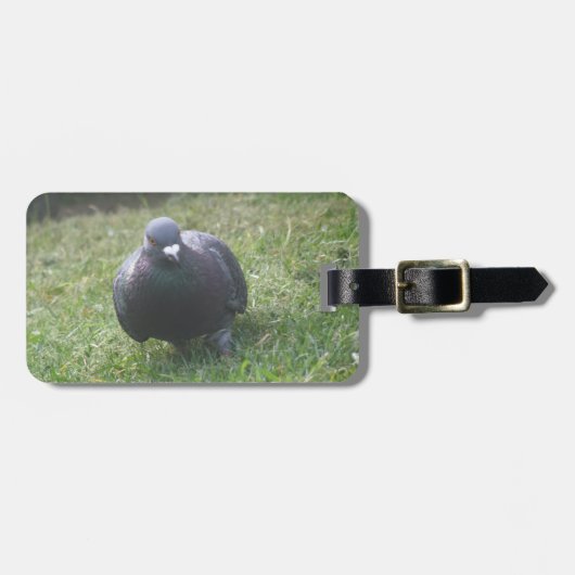 Posing Pigeon Custom Bagagelabel (Voorkant horizontaal)