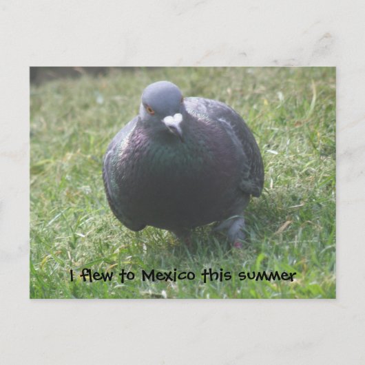 Posing Pigeon Custom Briefkaart (Voorkant)