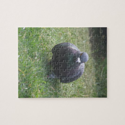 Posing Pigeon Legpuzzel (Horizontaal)