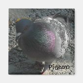 Posing Pigeon Magneet (Voorkant)