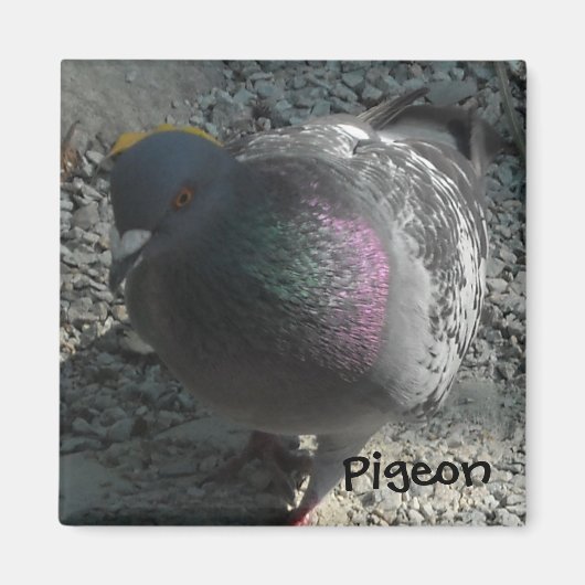 Posing Pigeon Magneet (Voorkant)