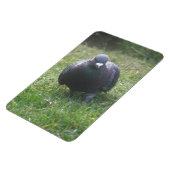 Posing Pigeon Premium Magnet Magneet (Linkerzijde)