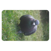 Posing Pigeon Premium Magnet Magneet (Horizontaal)