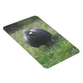 Posing Pigeon Premium Magnet Magneet (Rechterzijde)