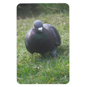 Posing Pigeon Premium Magnet Magneet