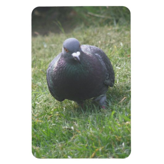 Posing Pigeon Premium Magnet Magneet (Verticaal)