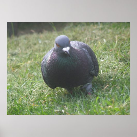 Posing Pigeon Print (Voorkant)