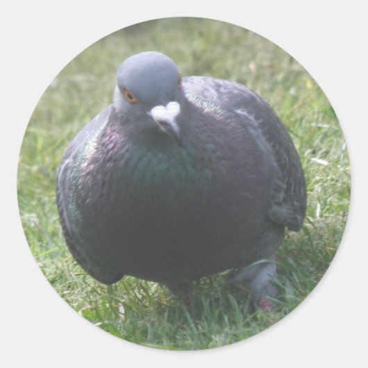 Posing Pigeon Sticker (Voorkant)