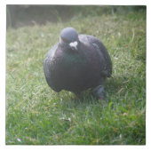 Posing Pigeon Tile Tegeltje (Voorkant)