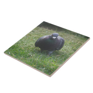 Posing Pigeon Tile Tegeltje
