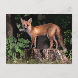Posing Red Fox Briefkaart